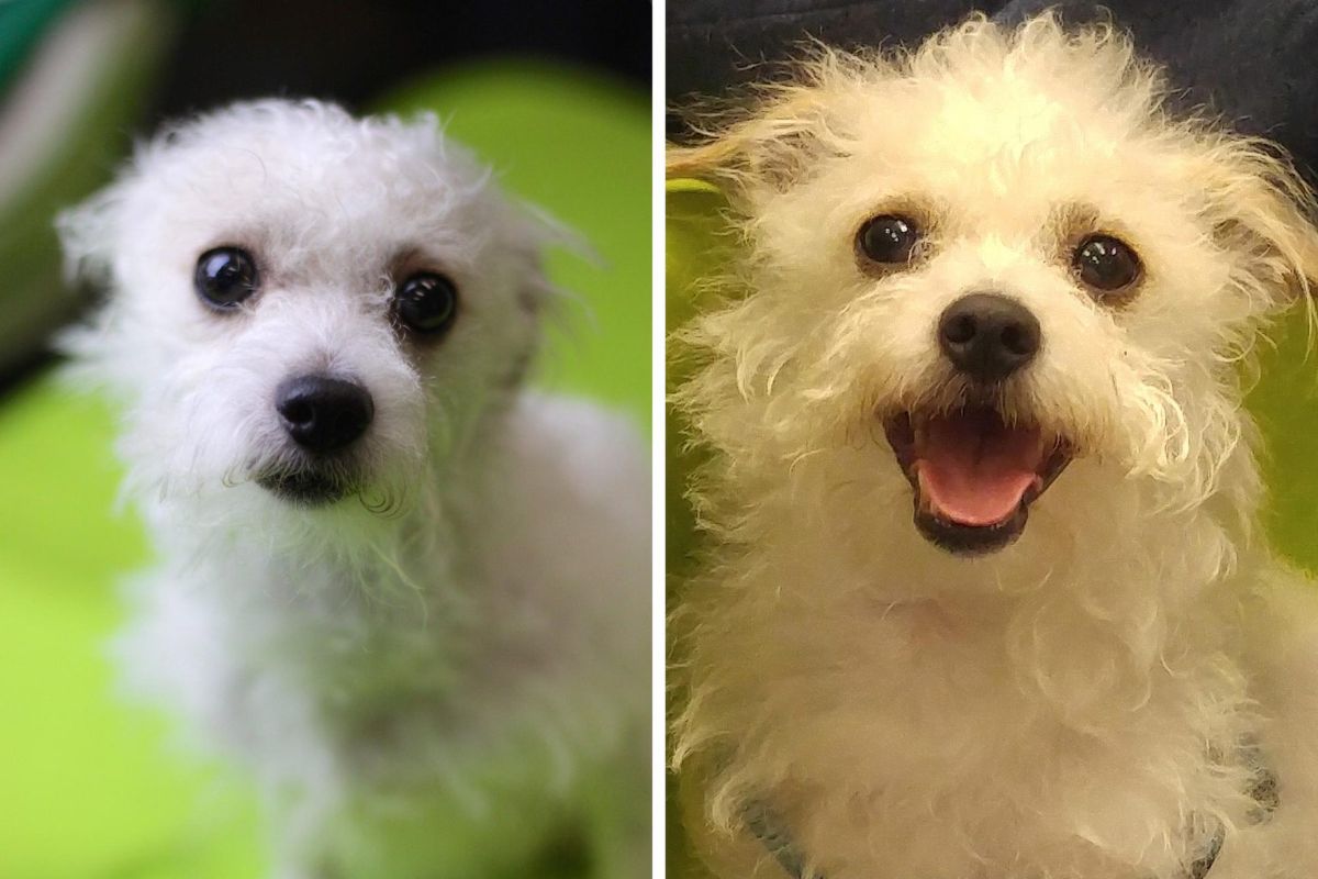 before and after photos of small fluffy white dog
