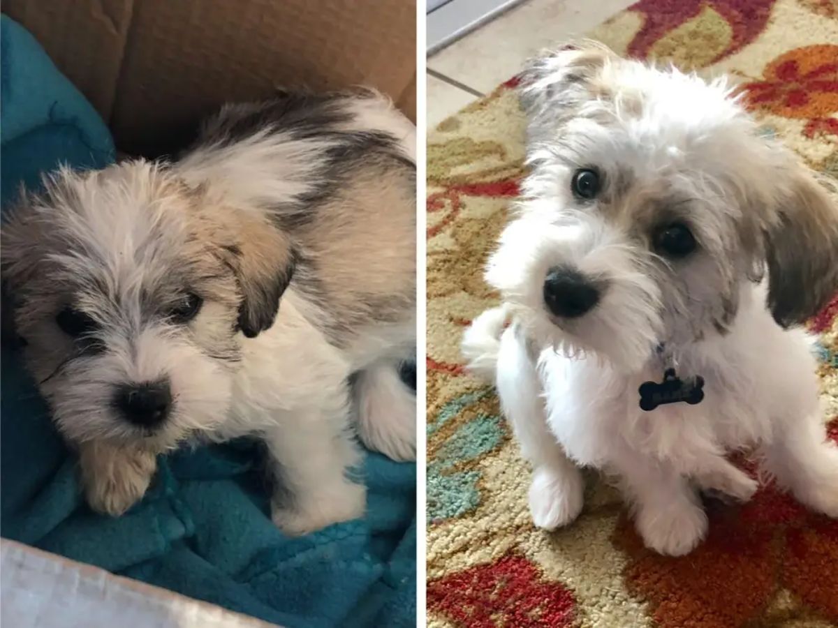 before and after photos of small fluffy white puppy