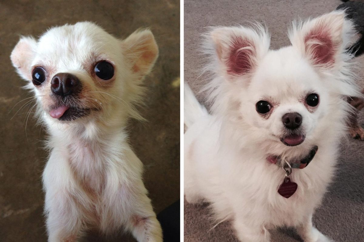 before and after photos of small white dog