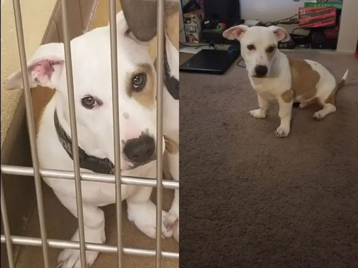 before and after photos of white and brown dog