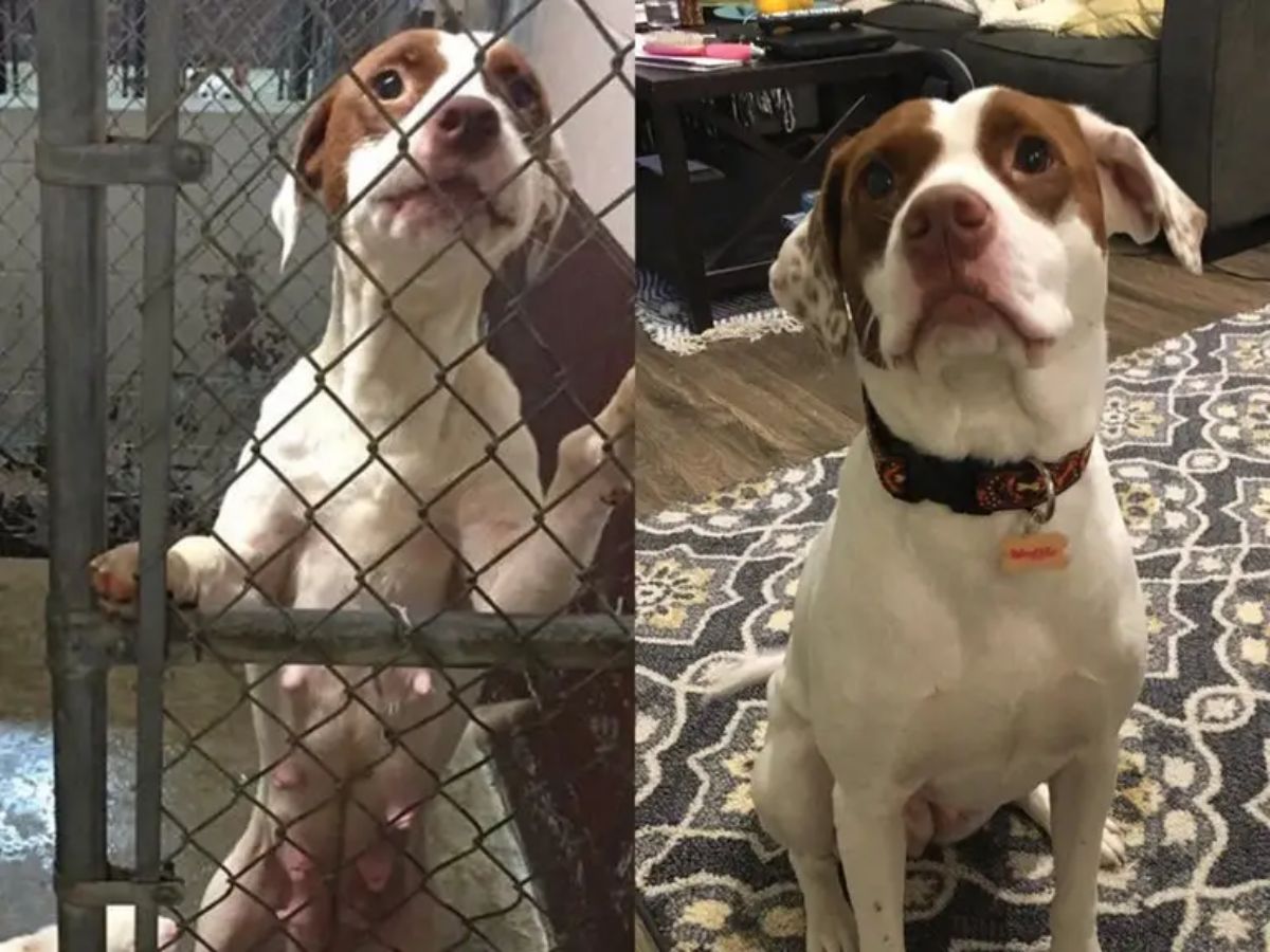 before and after photos of white and brown puppy