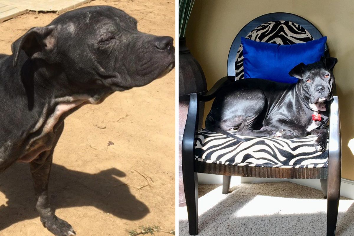 before photo of a thin hairless black dog and after photo of black dog laying on a black and white chair