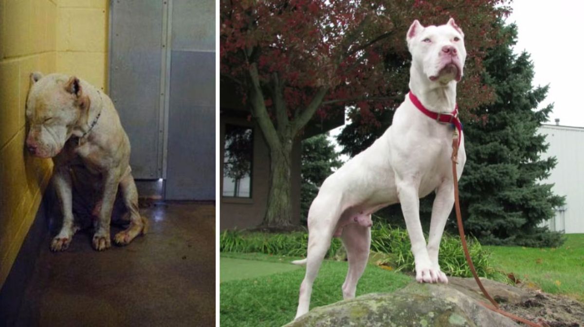 before photo of a white scared dog in a shelter and after photo of a white dog standing on a rock