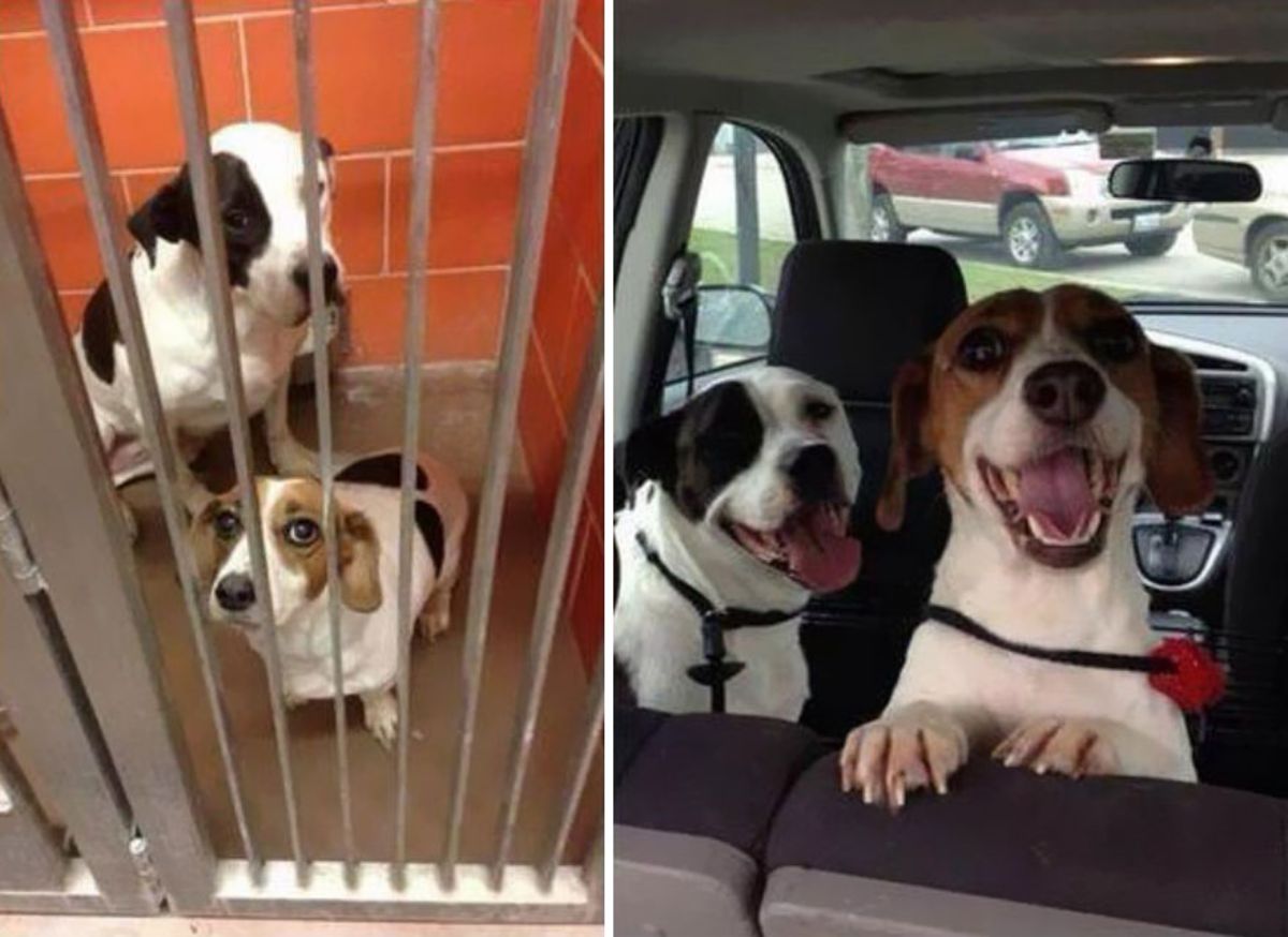 before photo of black and white pitbull and black white and brown dog in a shelter and after photo of same dogs smiling in a car