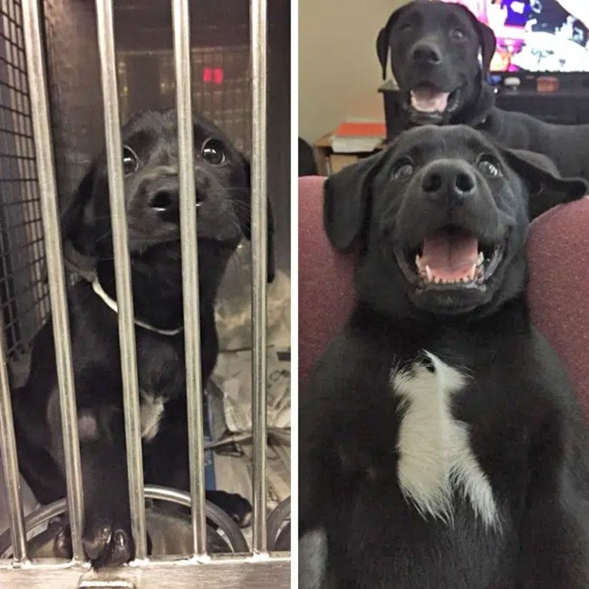before photo of black and white puppy in a cage and after photo happy black and white puppy with a happy black dog