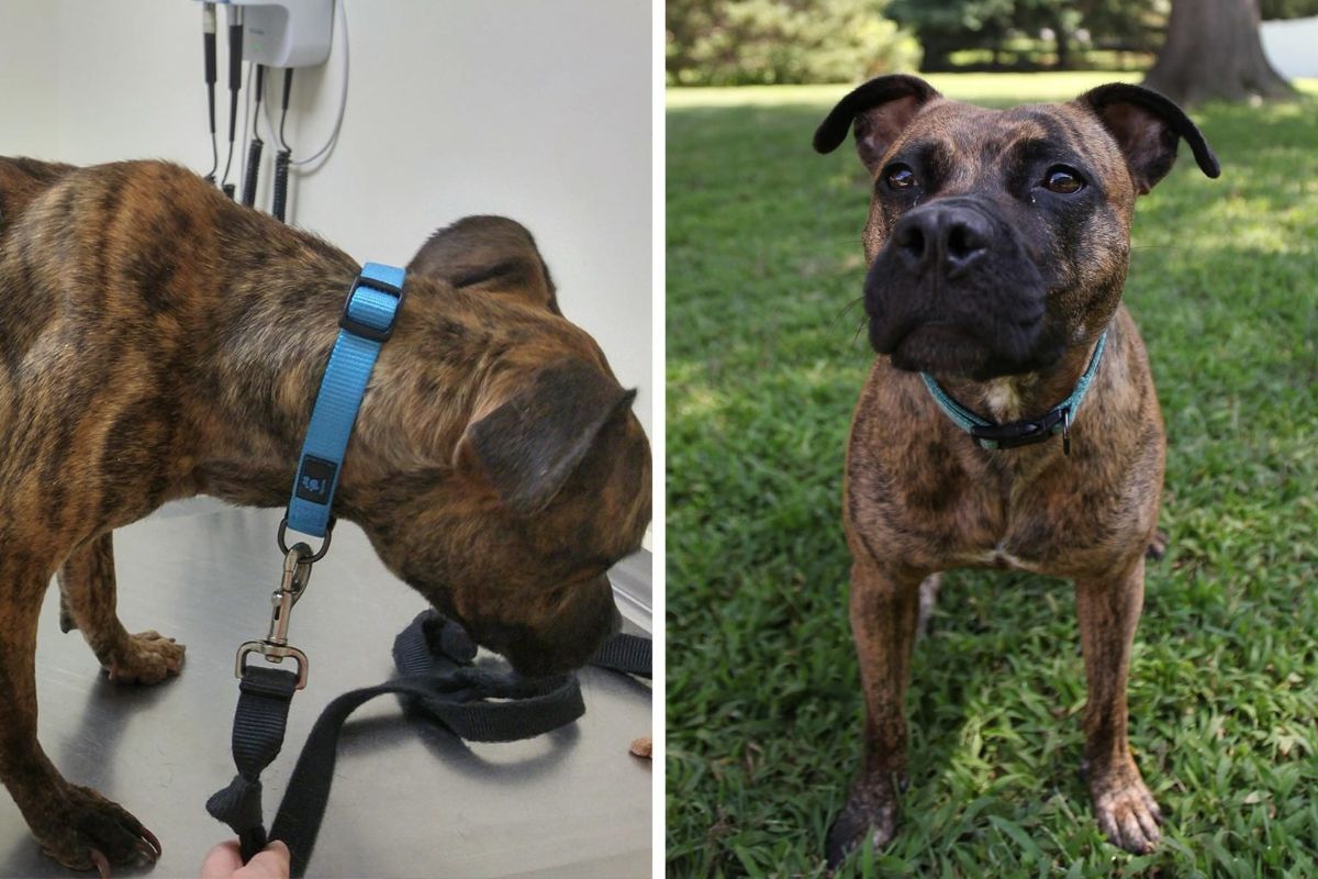 before photo of brown and black dog on a silver vet table and after photo of the same dog sitting on grass