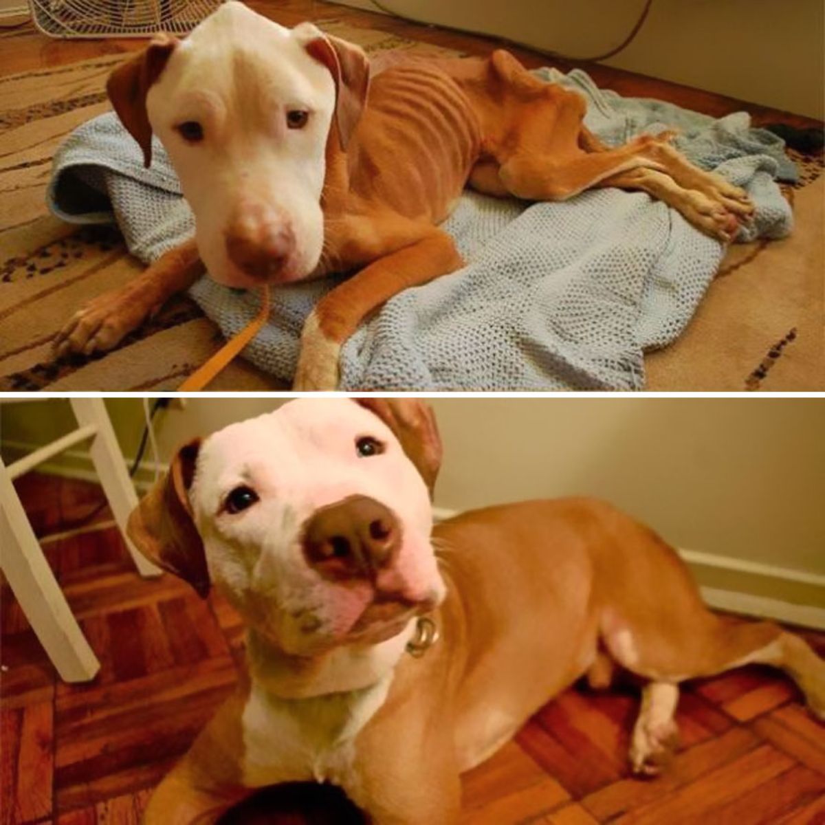 before photo of brown and white pitbull with ribs showing and after photo of happy brown and white pitbull
