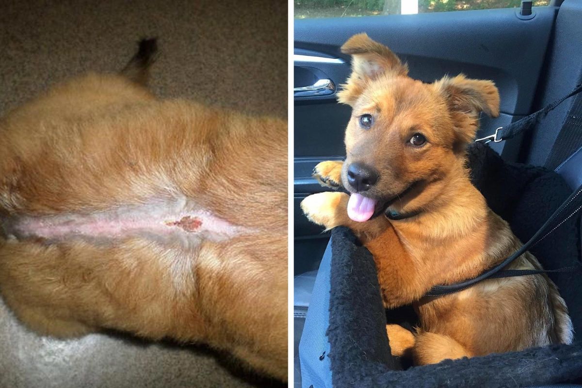before photo of brown dog with injury on back and after photo of brown dog in a car