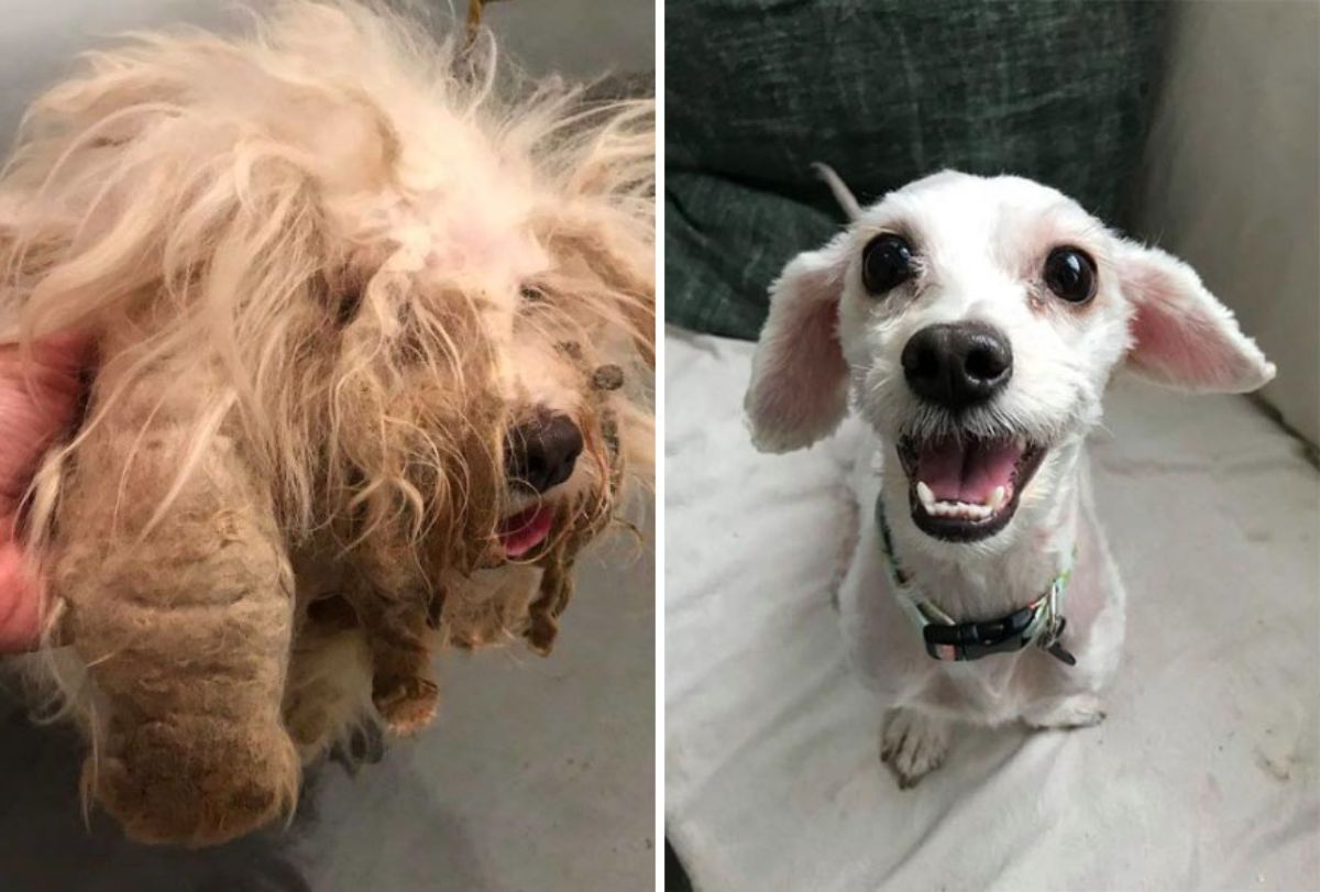 before photo of brown dog with matted fur and after photo of happy small white dog
