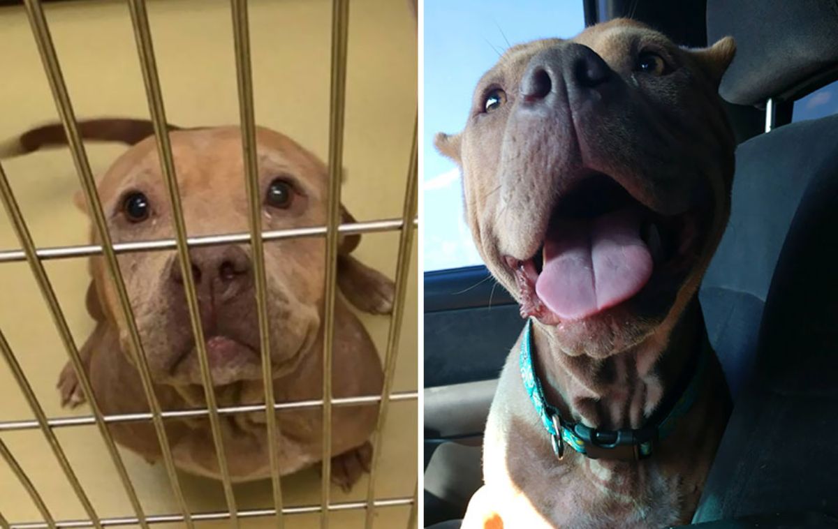 before photo of brown pitbull in a shelter and after photo of happy brown pitbull in a car