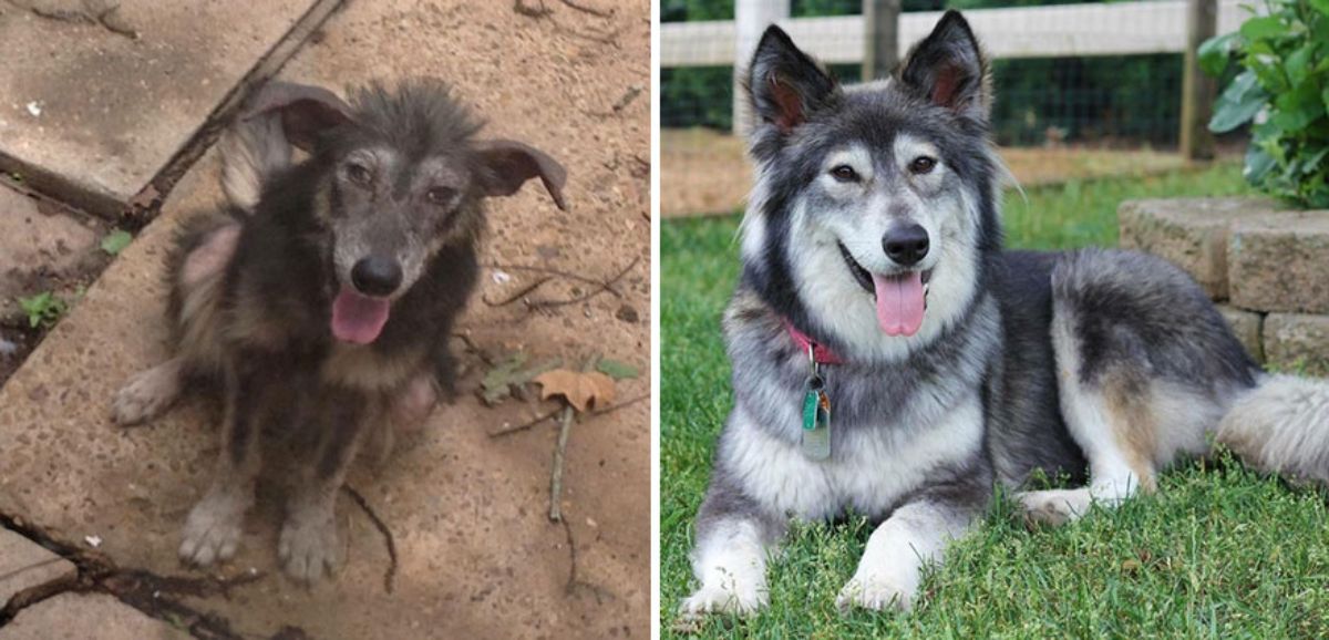 before photo of dirty brown fluffy dog and after photo of black and white husky-looking dog