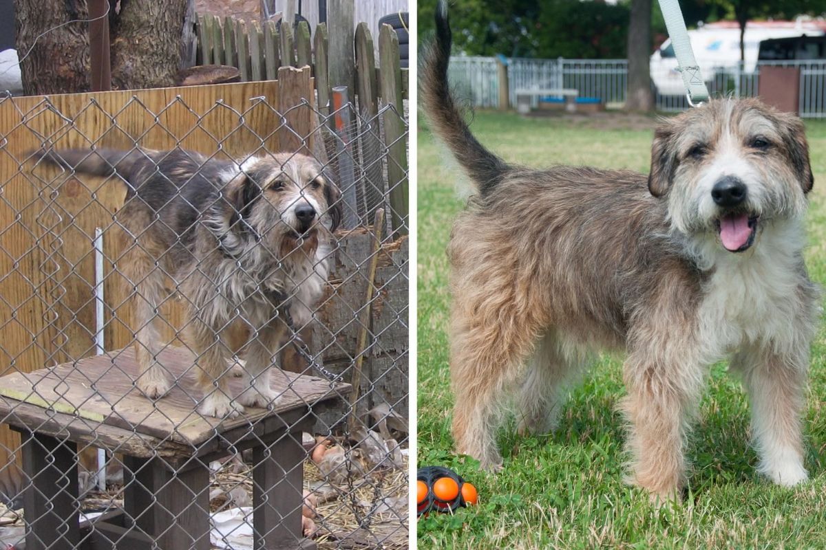 before photo of fluffy brown black and white dog on a table behind a fence and after photo of the same dog standing on grass