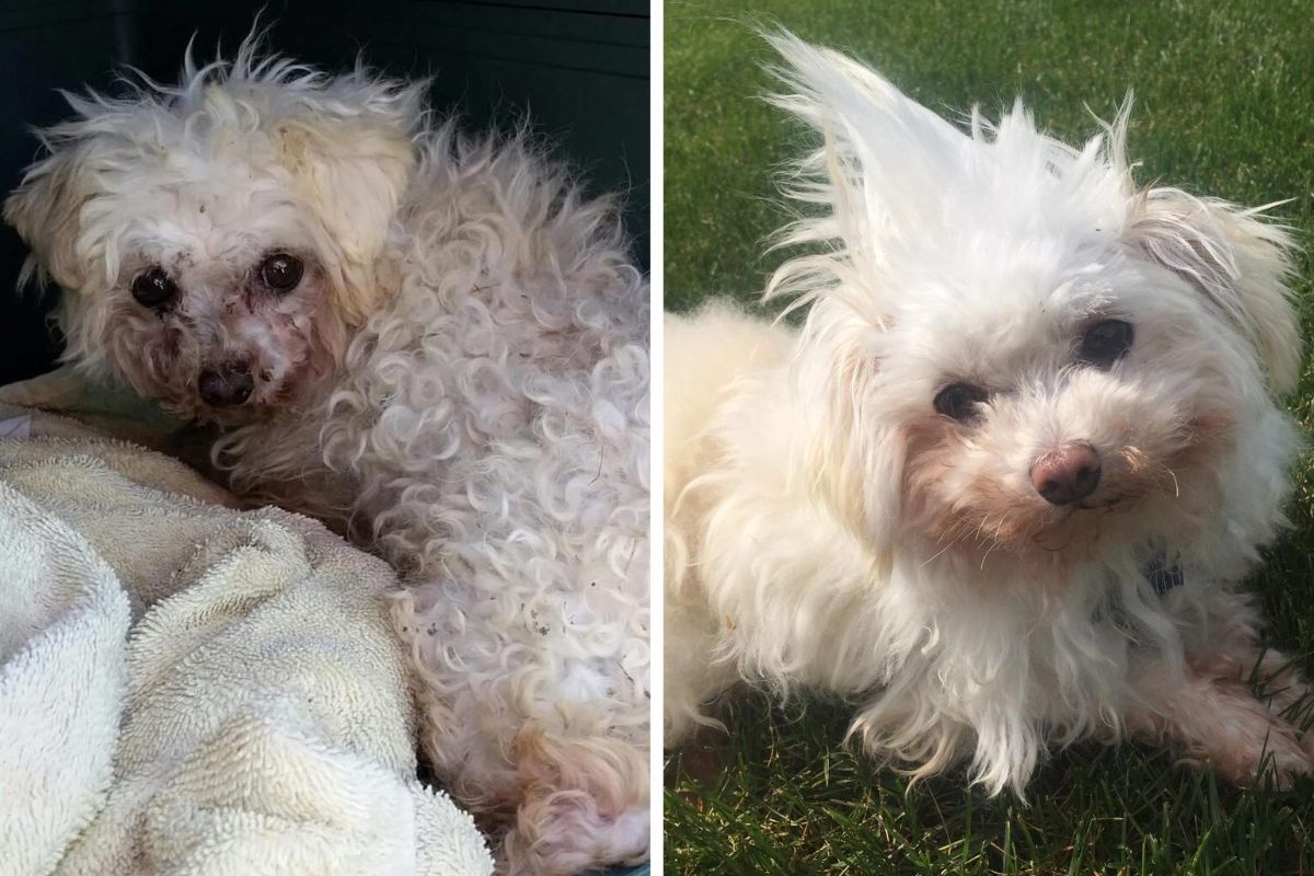 before photo of fluffy white dog looking sad and after photo of the same dog really fluffy and clean white fur