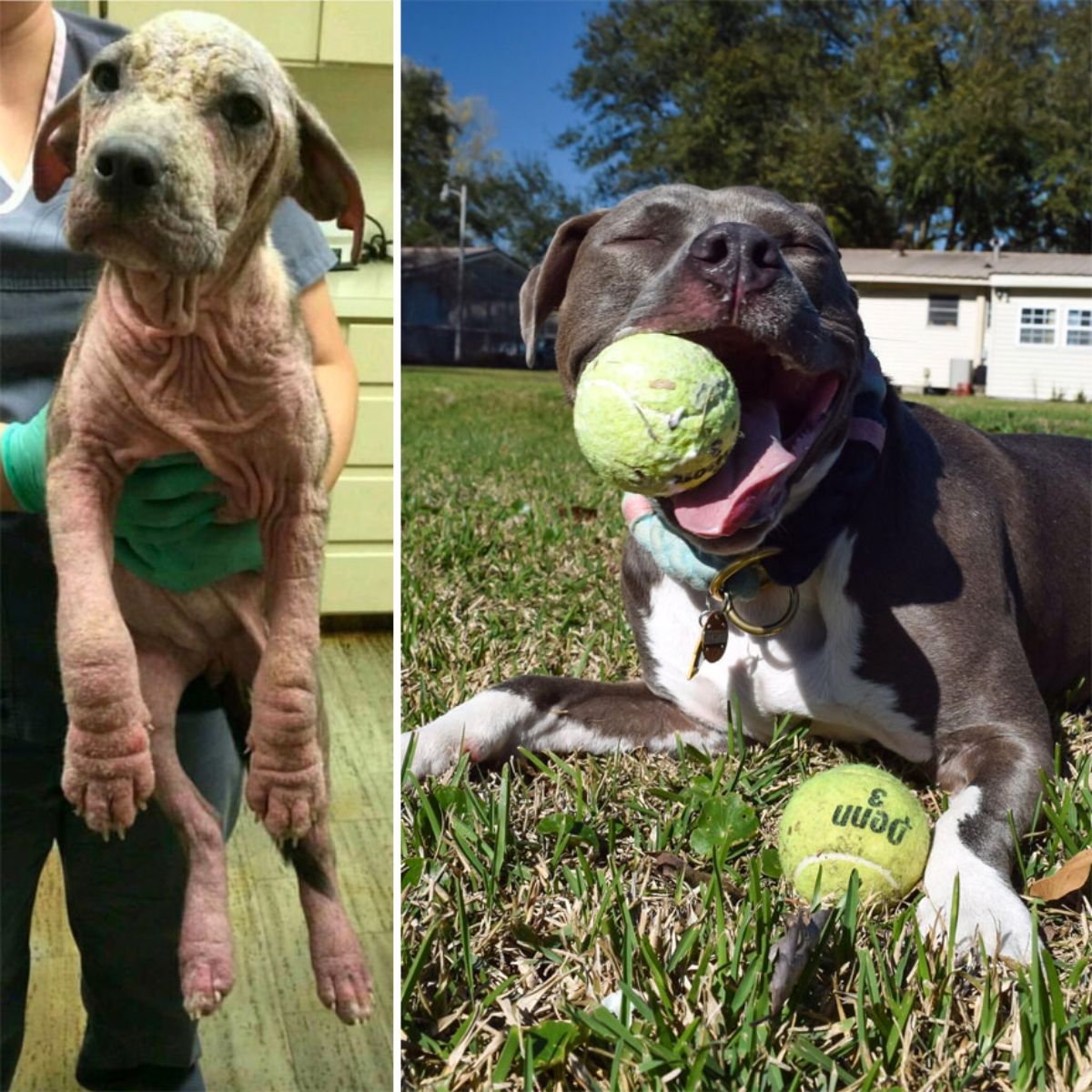 before photo of furless dog being held up and after photo of black and white dog holding a tennis ball