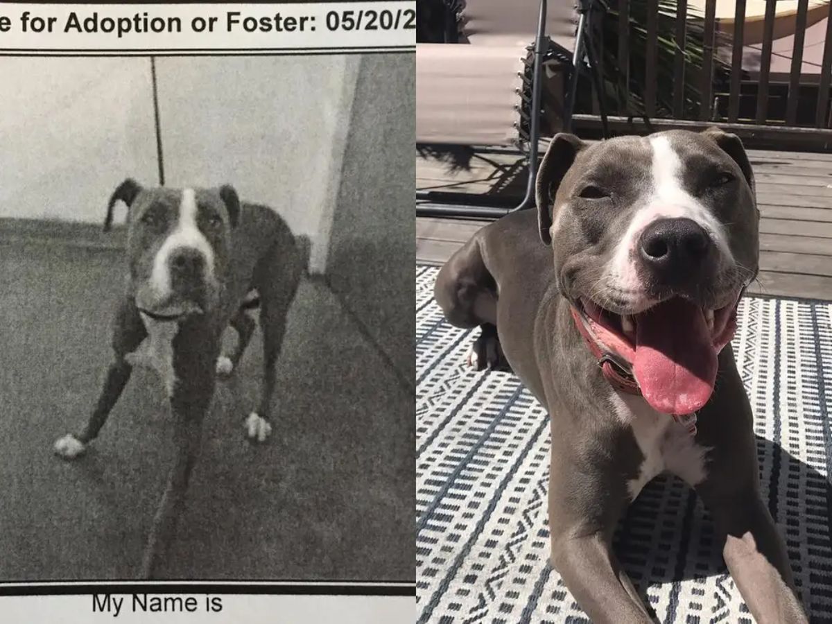 before photo of grey and white pitbull looking sad and after photo of same dog laying down looking happy