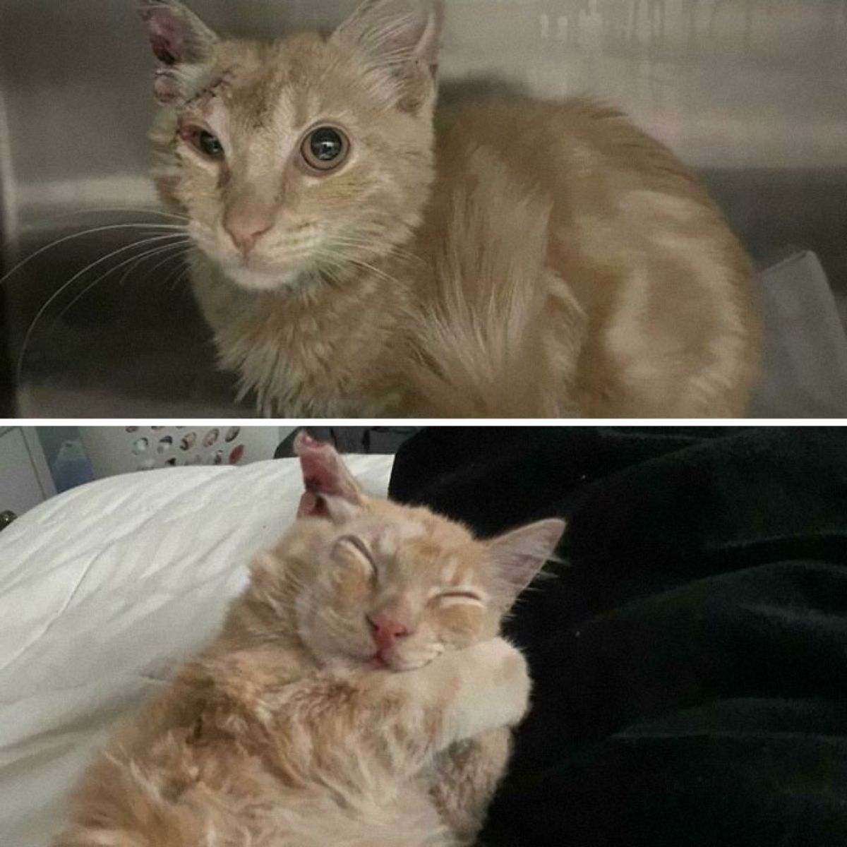 before photo of sad and injured orange cat and after photo of happy sleeping orange cat on a bed