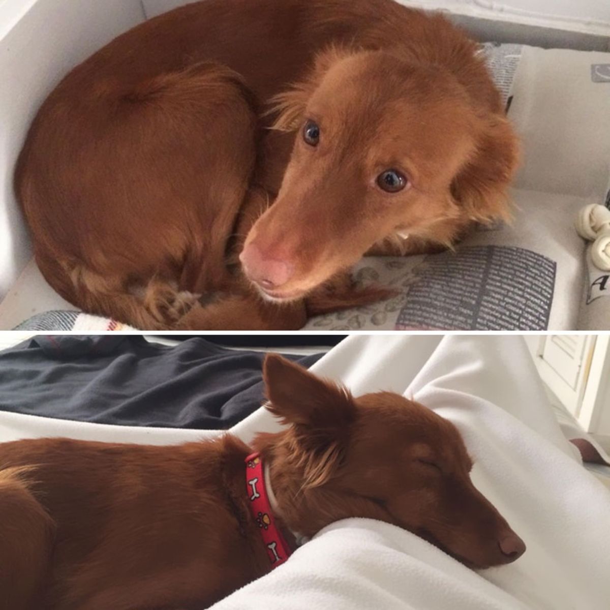 before photo of sad and scared brown dog and after photo of brown dog sleeping on white bed