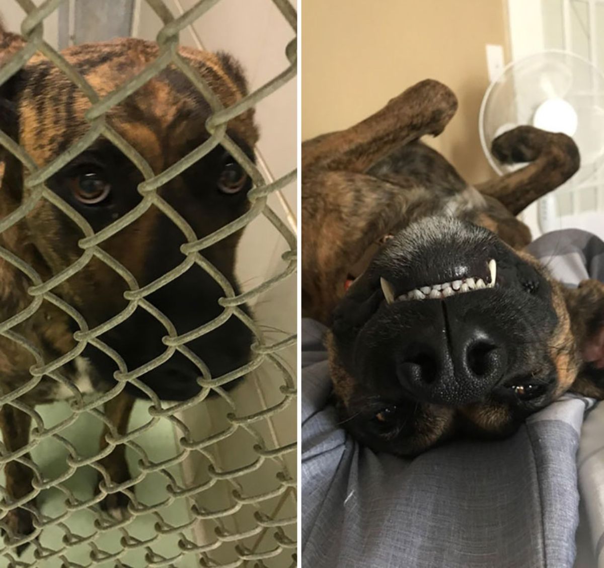 before photo of sad brown and black dog behind a shelter fence and after photo of black and brown dog laying belly up with teeth showing