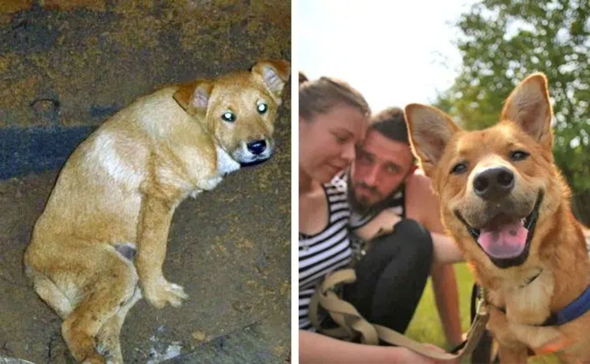 before photo of sad brown and white dog and after photo of happy brown and white dog with 2 people