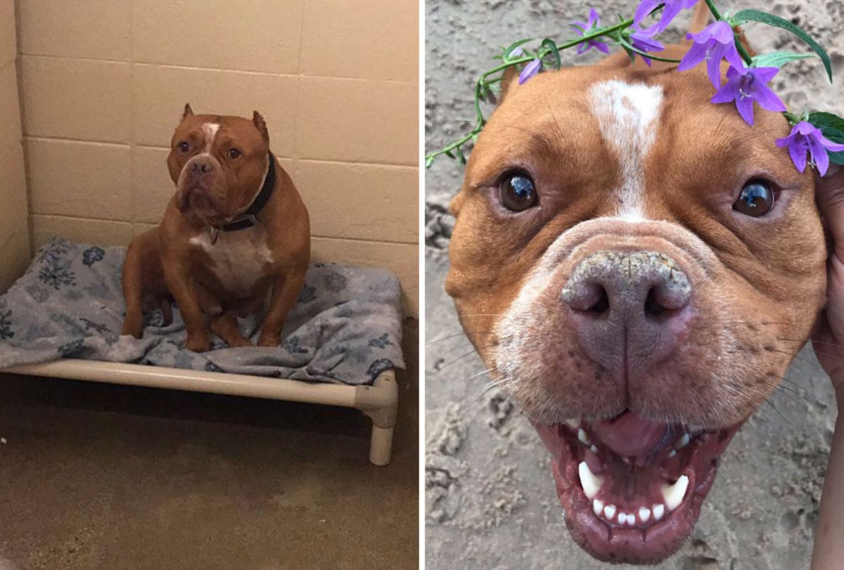 before photo of sad brown and white pitbull on a shelter bed and after photo of happy brown and white pitbull with purple flowers on the head