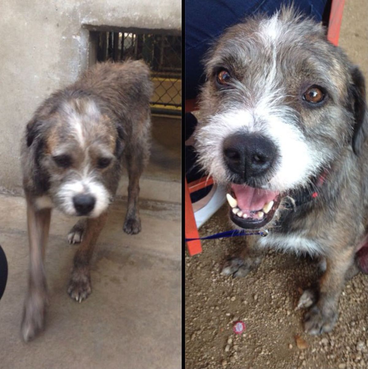 before photo of sad brown and white wire-haired dog and after photo of happy wire-haired brown and white dog