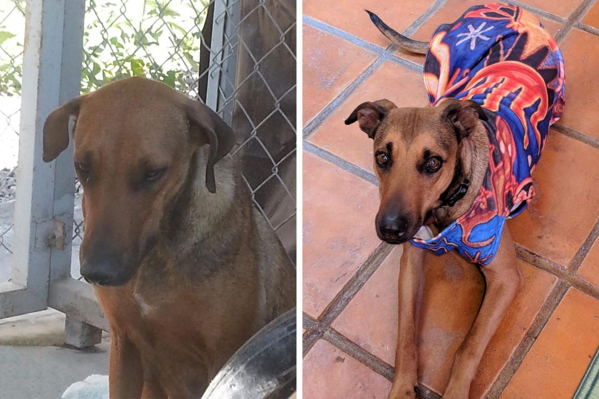 before photo of sad brown dog and after photo of brown dog laying on floor wearing colourful blue red and black shirt
