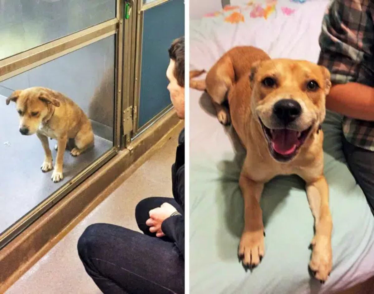 before photo of sad brown dog in a cage and after photo of happy brown dog on a bed