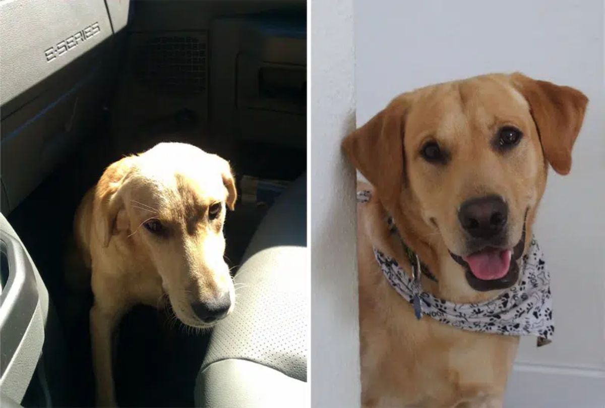 before photo of sad brown dog in vehicle and after photo of happy brown dog in grey and black bandana
