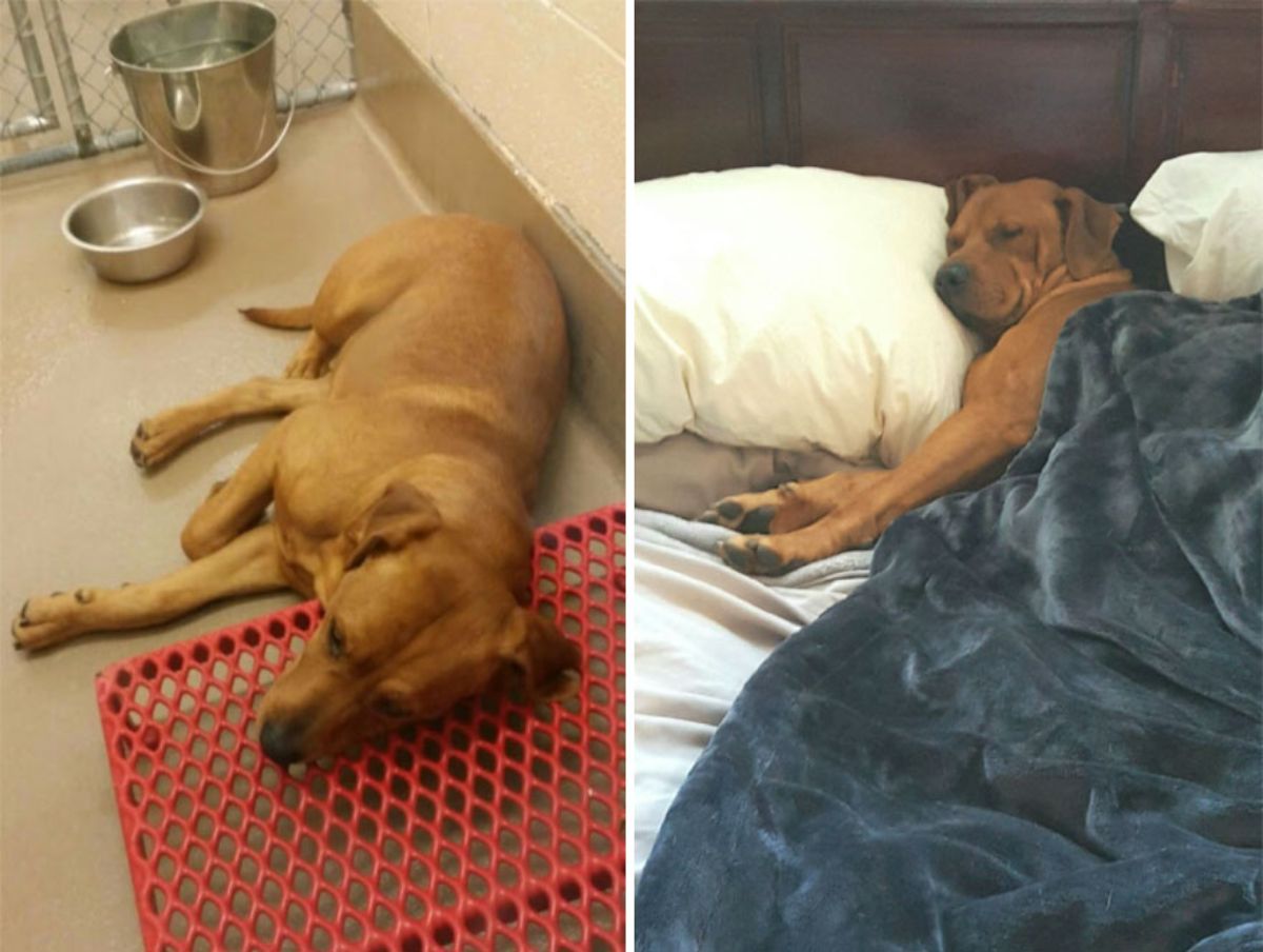 before photo of sad brown dog sleeping in a shelter and after photo of brown dog sleeping on a white bed under a blue blanket