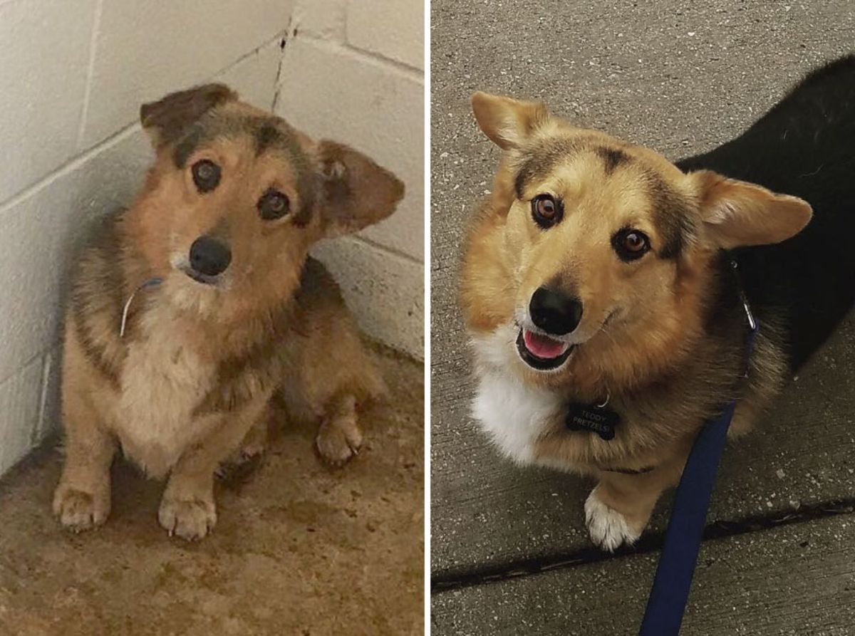 before photo of sad brown white and black corgi in a shelter and after photo of happy brown black and white corgi