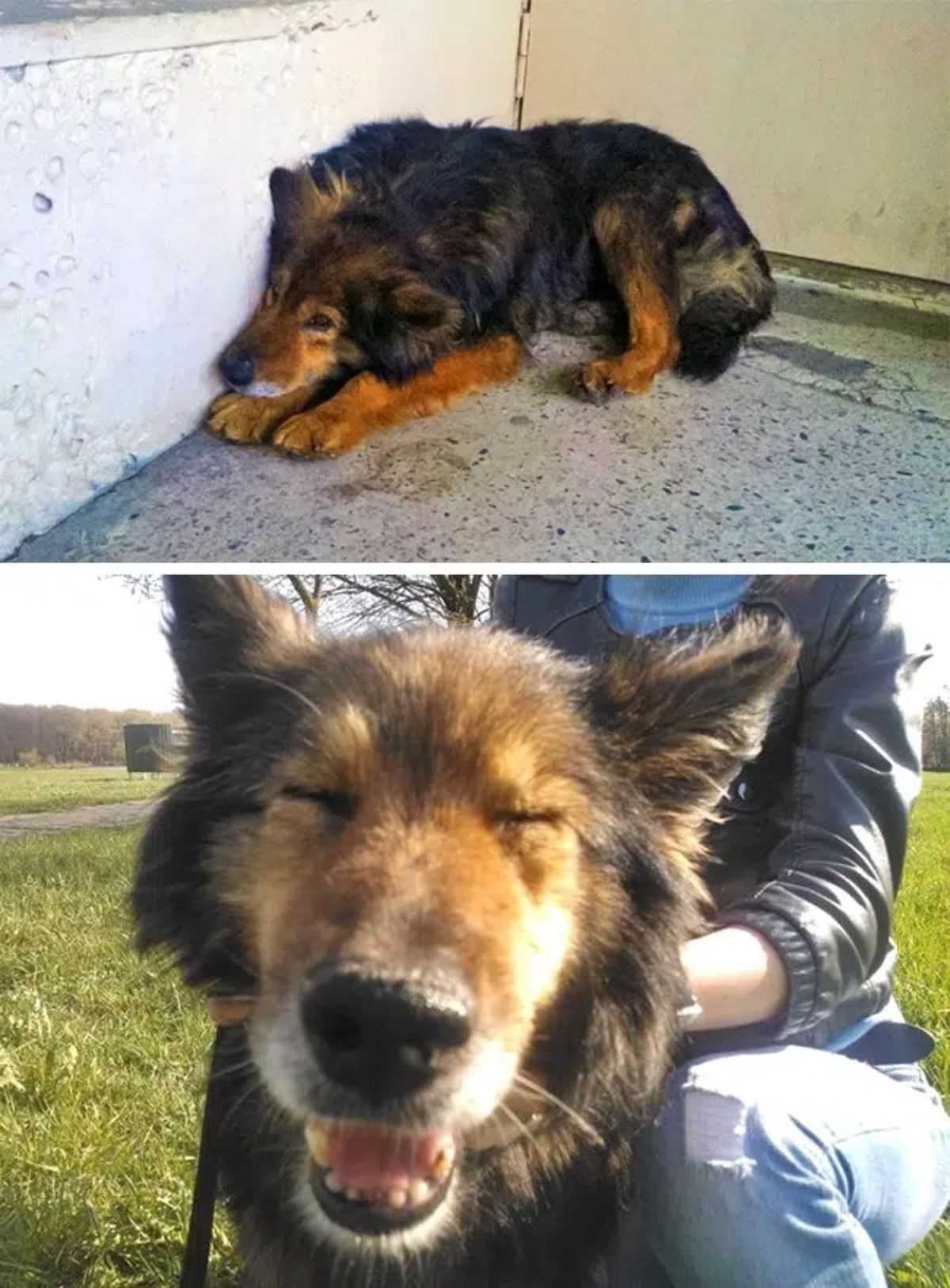 before photo of sad fluffy brown and black dog and after photo of happy brown and black fluffy dog