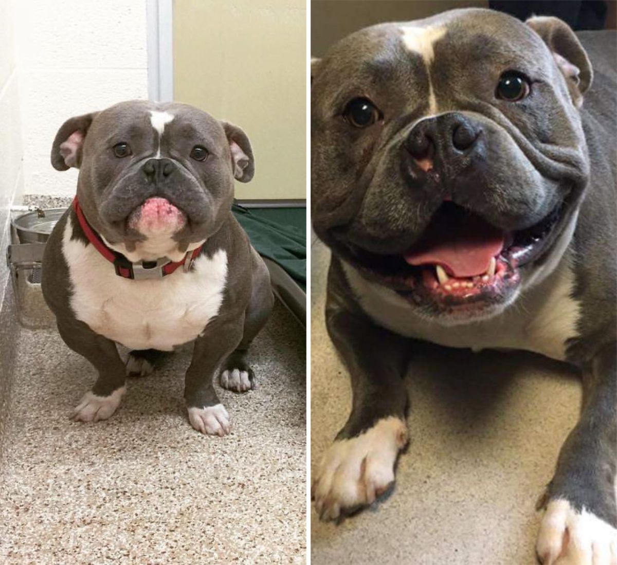 before photo of sad grey and white pitbull in a shelter and after photo of happy grey and white pitbull