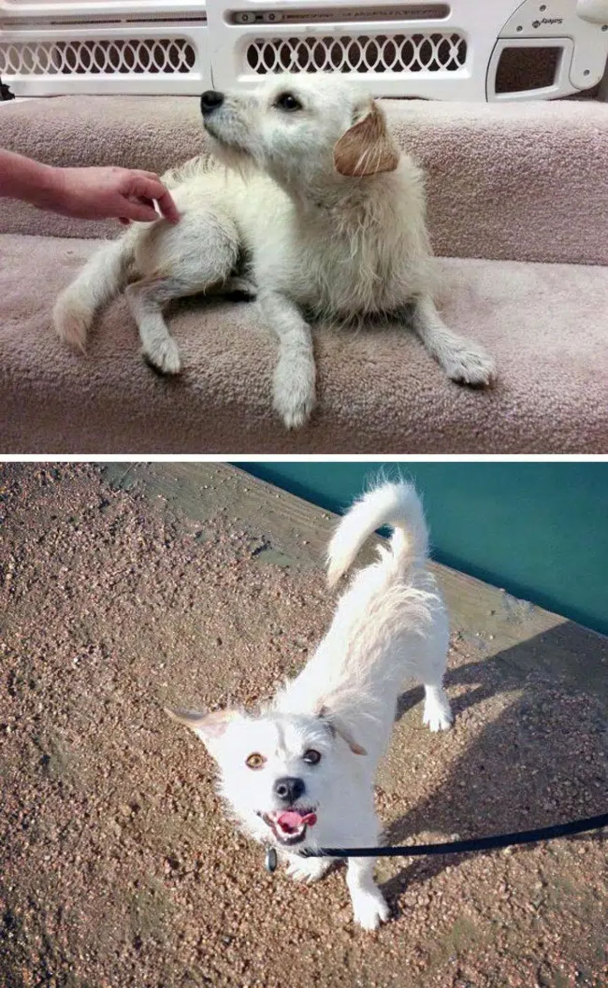 before photo of sad white dog and after photo of happy white dog