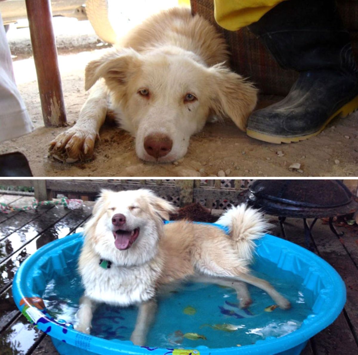 before photo of sad white dog under a vehicle and after photo of fluffy white dog in blue kiddie pool