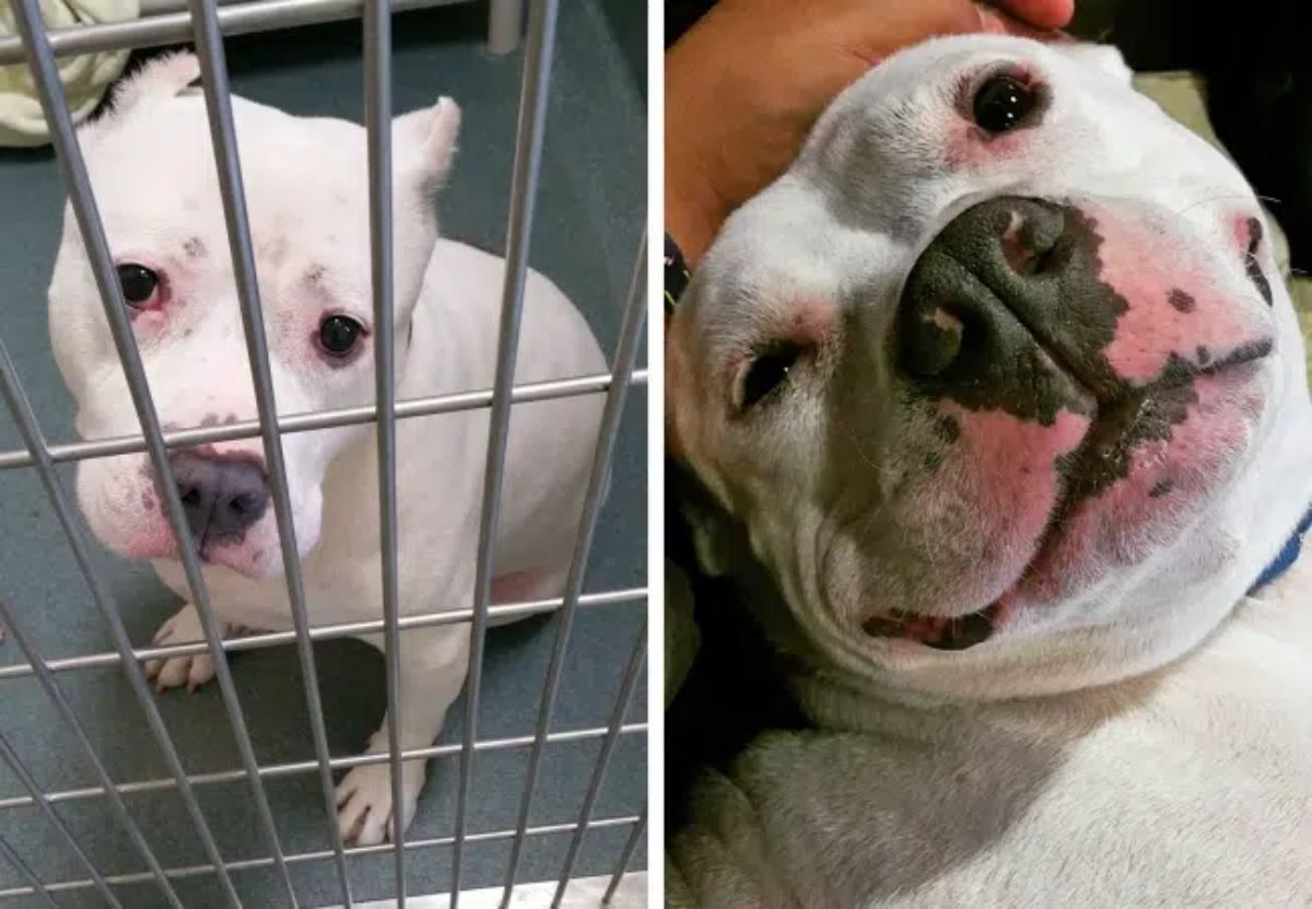 before photo of sad white pitbull in a shelter and after photo of happy white pitbull laying belly up