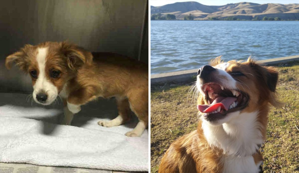before photo of scared and sad brown and white puppy in a cage and after photo of fluffy white and brown dog by a lake