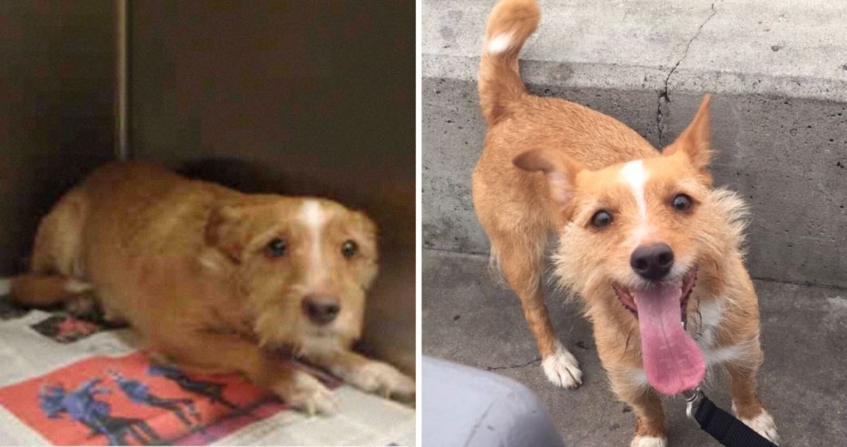 before photo of scared brown and whtie dog in a cage and after photo of happy brown and white dog