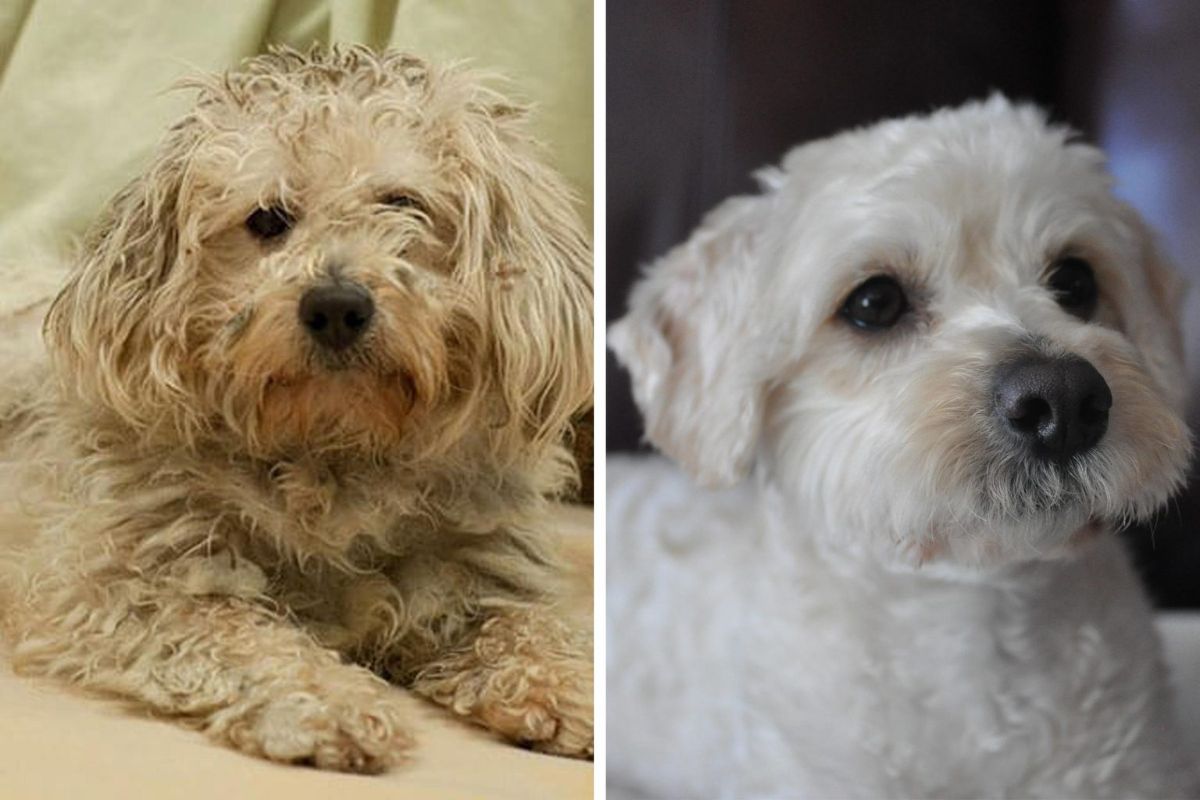 before photo of scruffy and dirty white dog and after photo of same dog with clean white fur