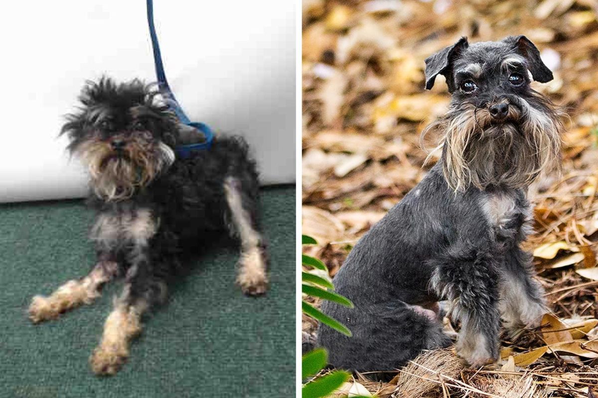 before photo of scruffy schanuzer and after photo of the same dog clean