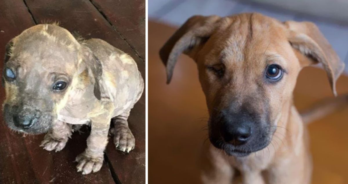 before photo of sick brown puppy with skin conditions and after photo of healthy-looking brown puppy
