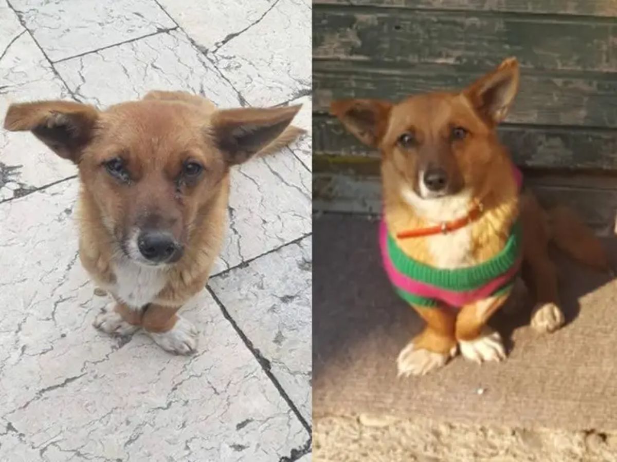 before photo of thin and sick looking brown and white corgi and after photo of the same corgi in a green and pink sweater
