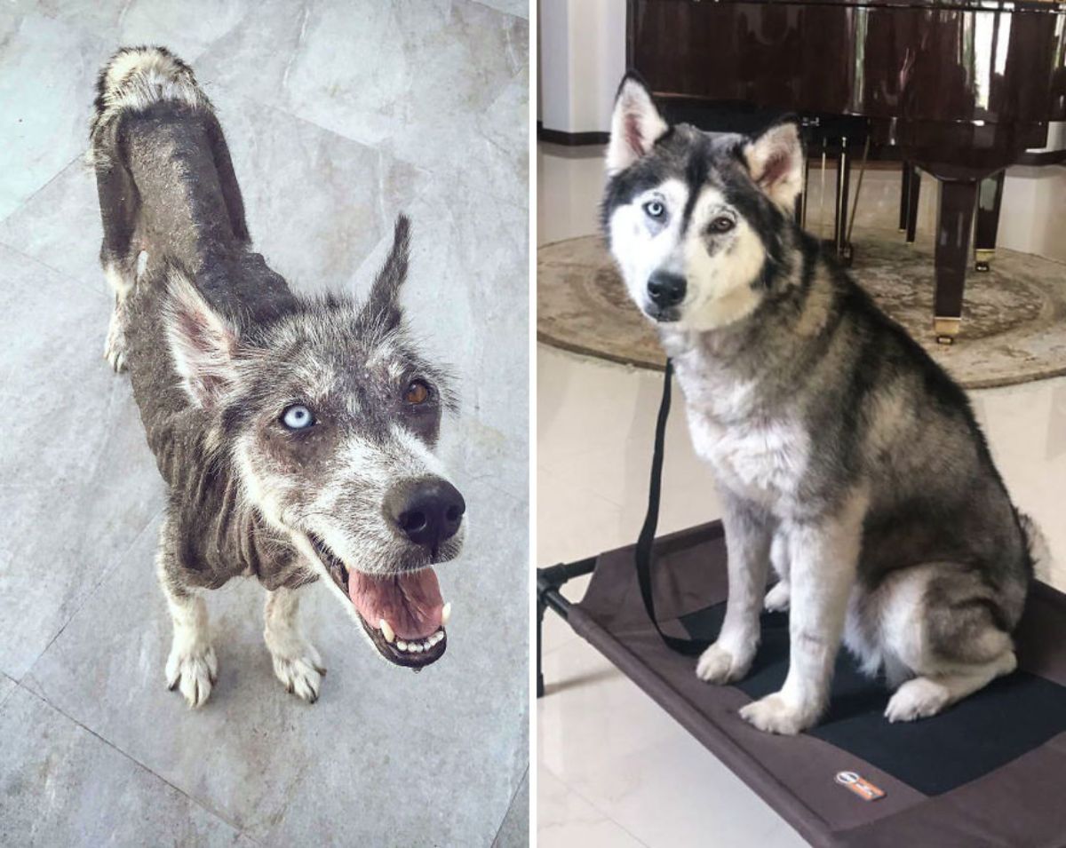 before photo of thin black and white husky and after photo of average sized black and white husky sitting