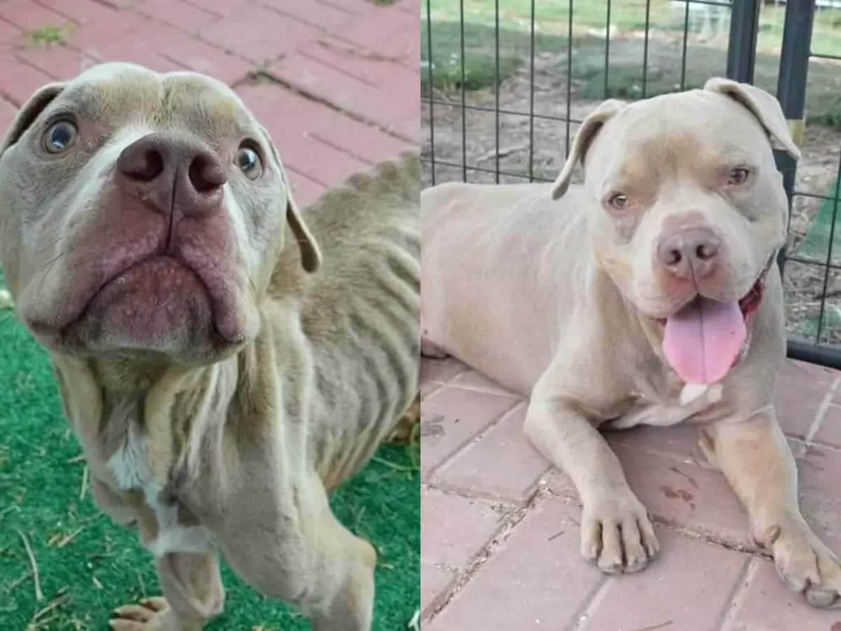 before photo of thin brown pitbull and after photo of the same dog with weight on