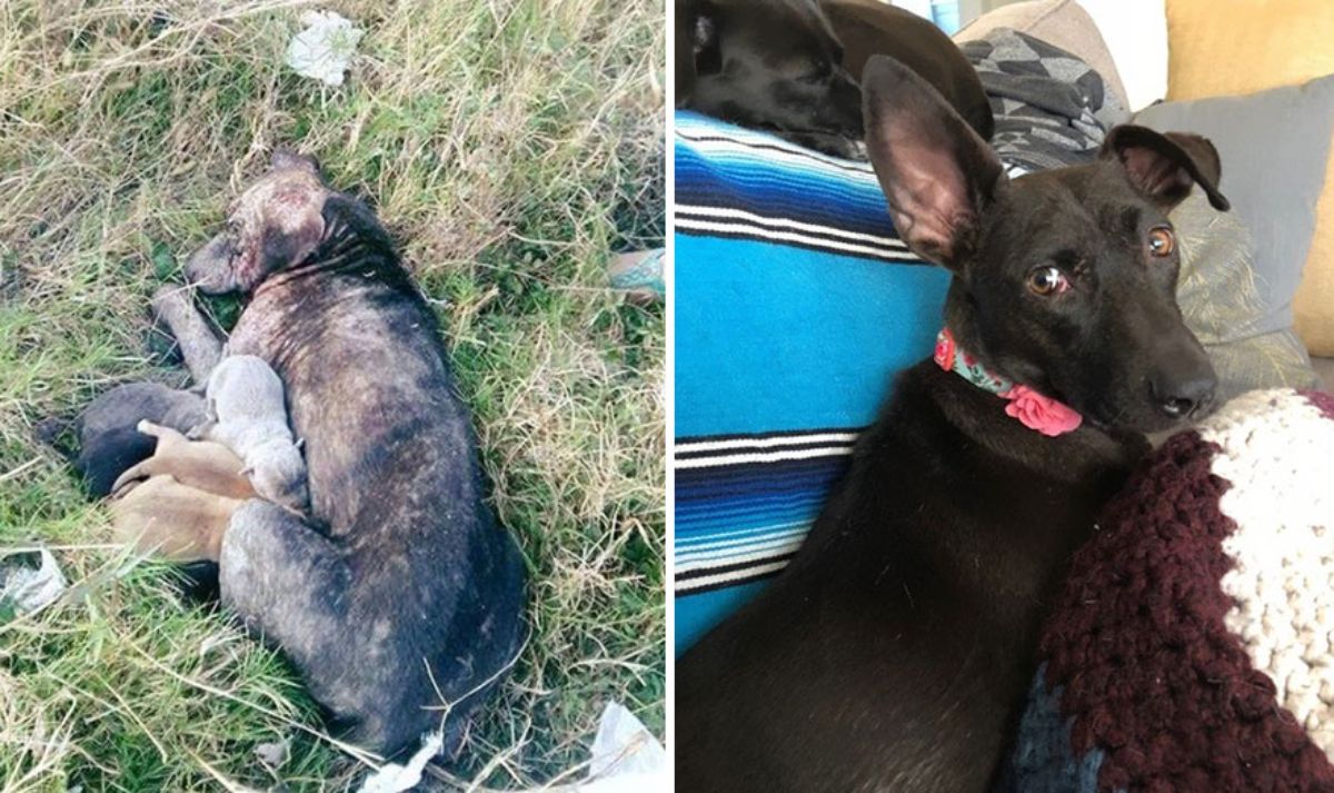 before photo of thin mostly furless black dog in a field with puppies and after photo of black dog with good fur laying on sofa with cushions