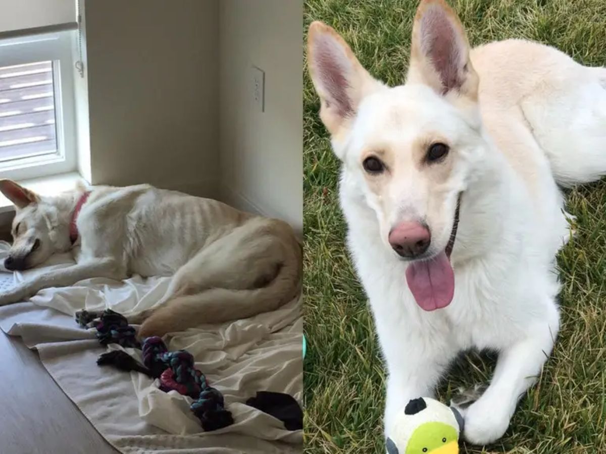 before photo of thin white dog and after photo of white dog on grass looking happy