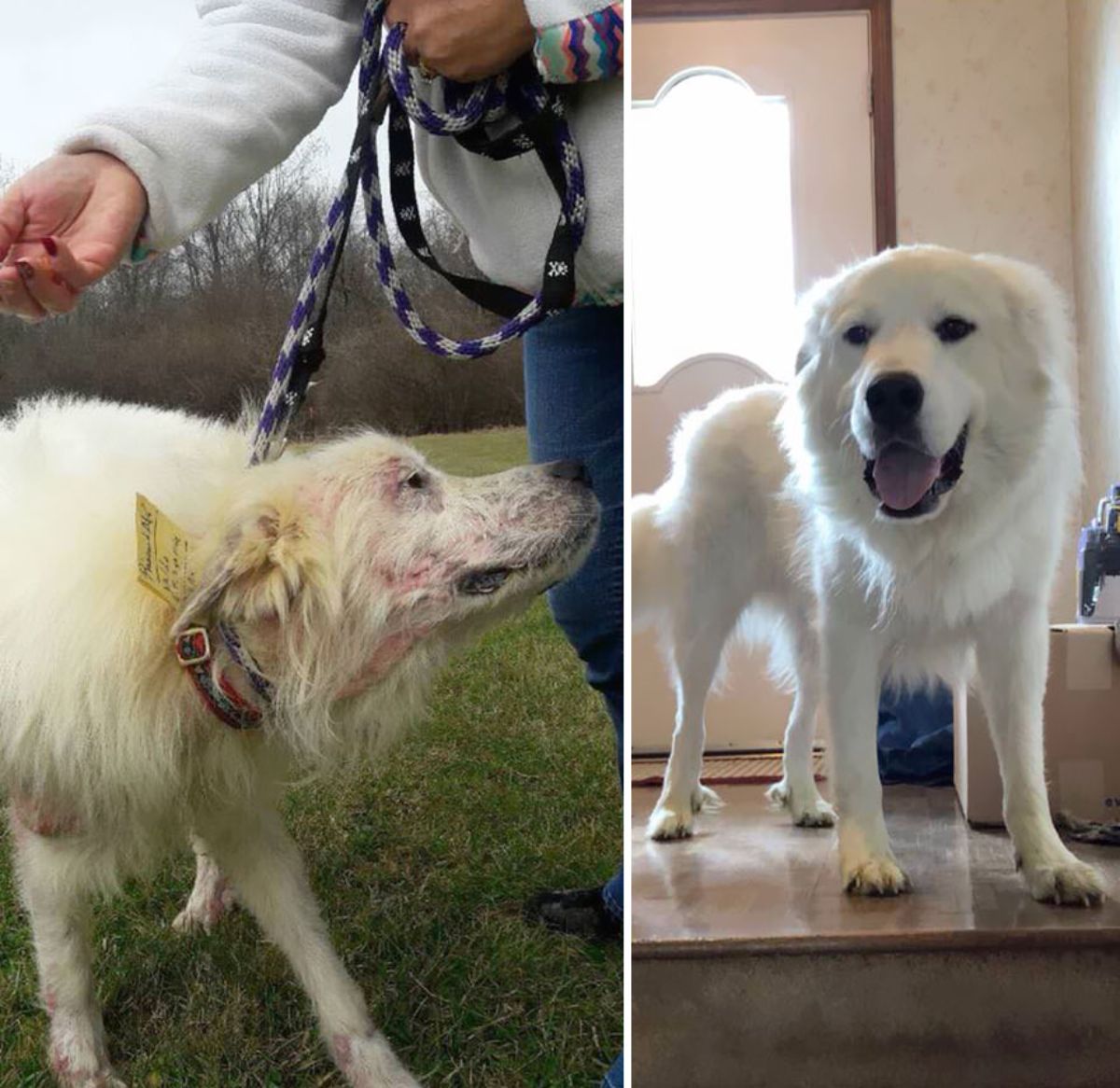 before photo of white dog with skin conditions and after photo of fluffy happy white dog