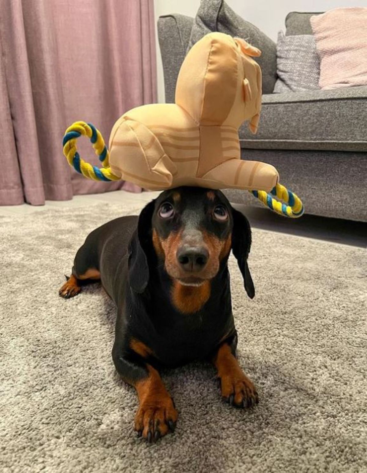 black and brown dachshund laying down with a brown stuffed toy on the head