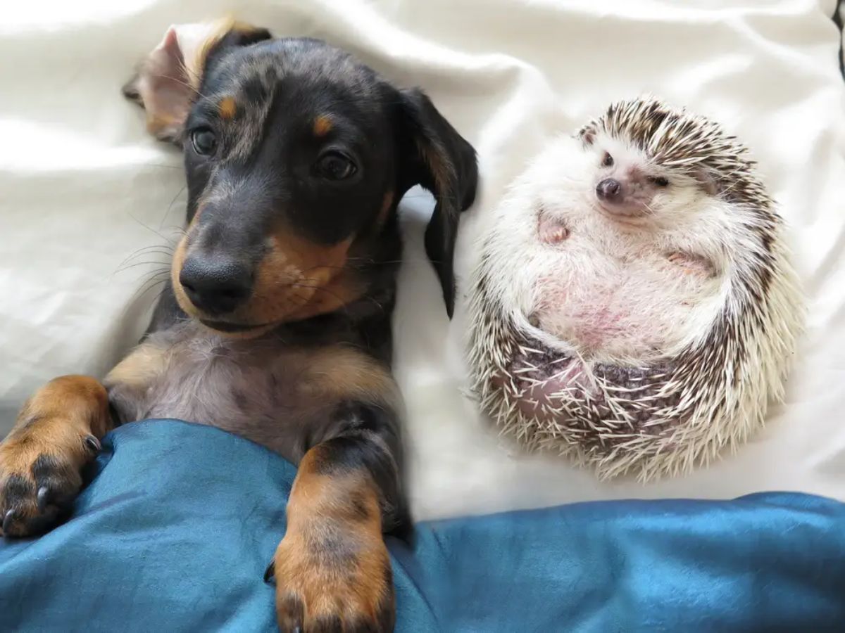 black and brown dachshund puppy laying on a white bed tucked under a blue blanket next to a hedgehog on its belly