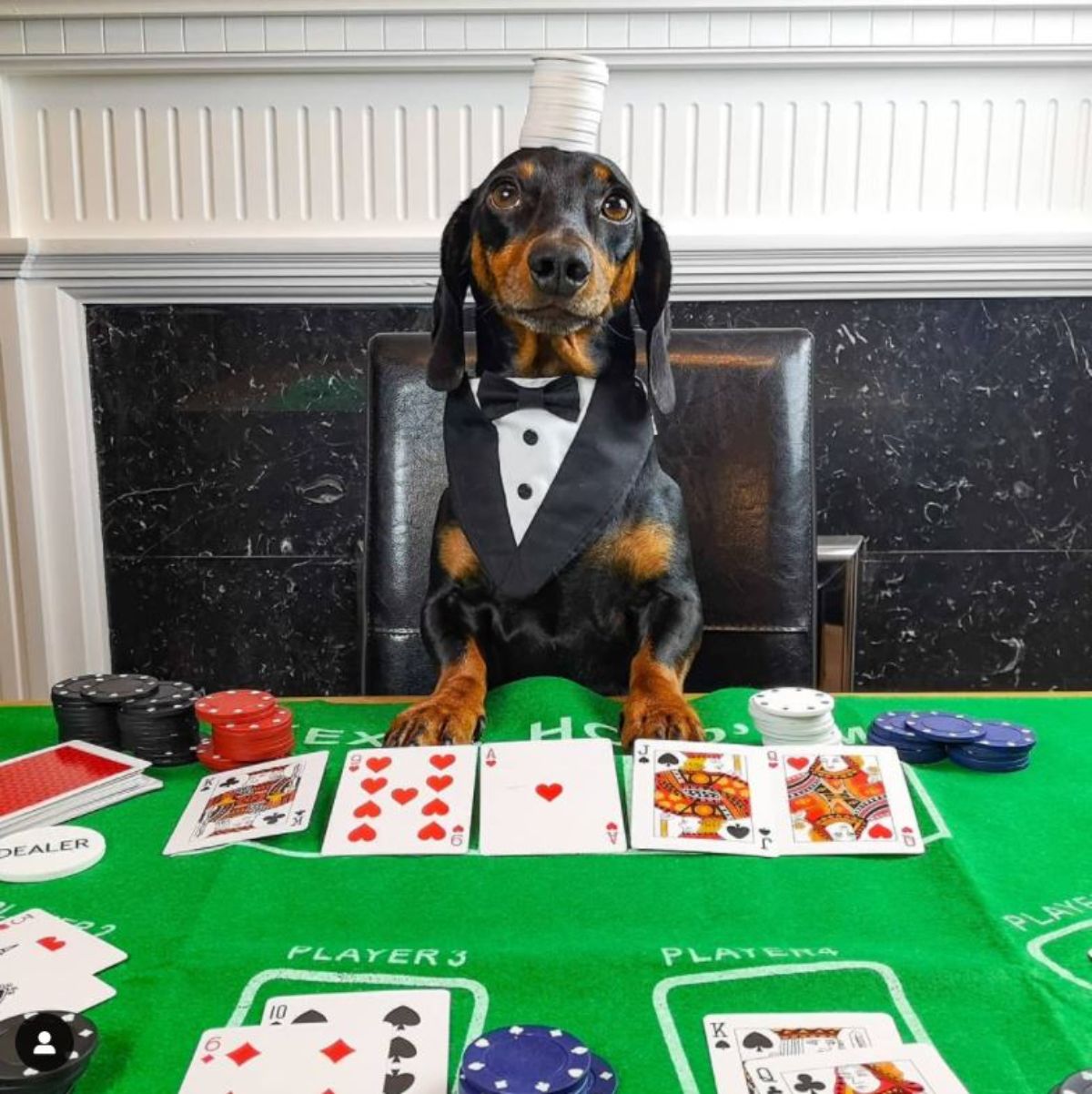 black and brown dachshund sitting up on a chair wearing a tux collar with white chips on the head in front of a table set up for poker