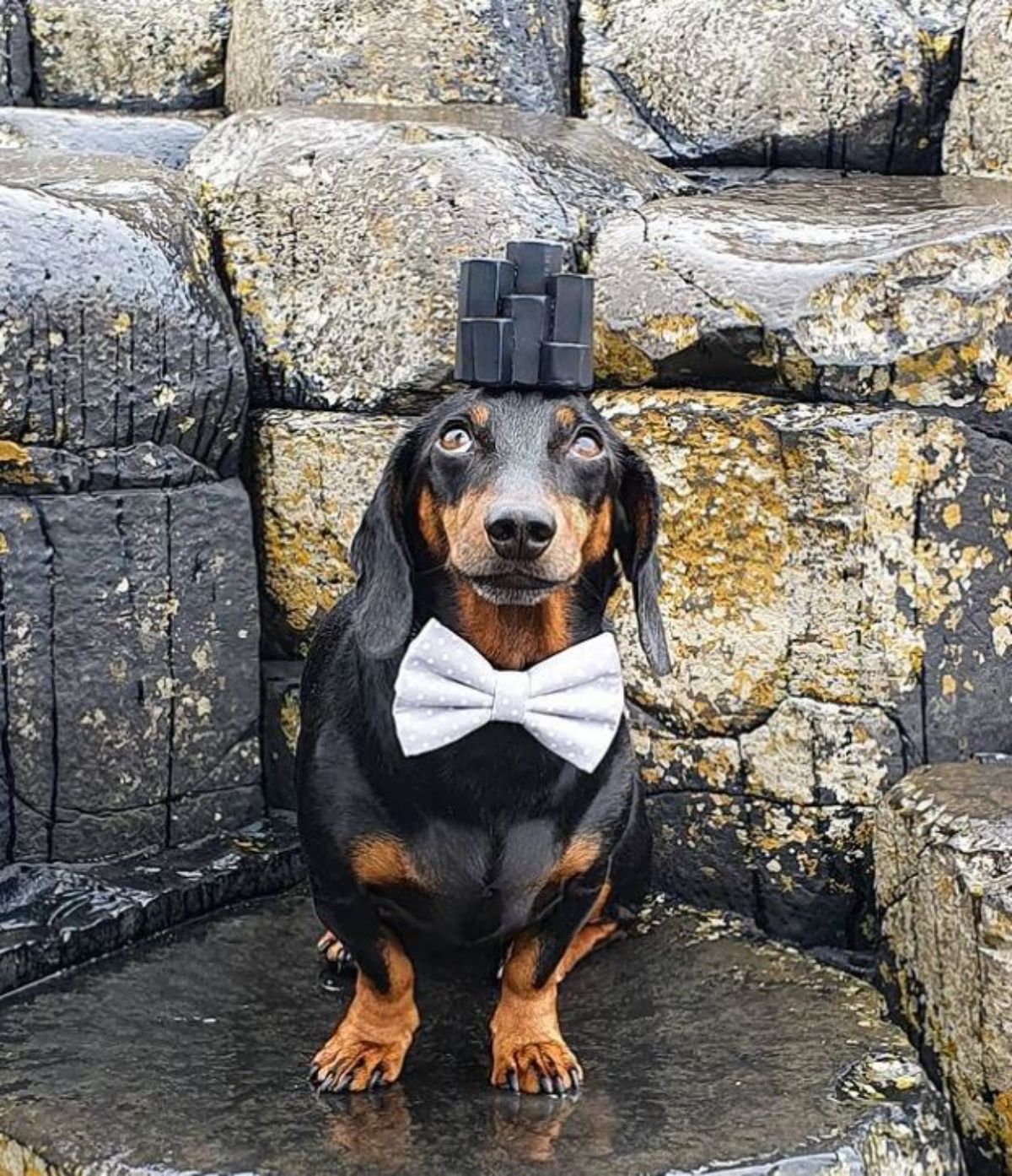 black and brown dachshund standing on a rock with a black object on the head and wearing a grey and white bowtie